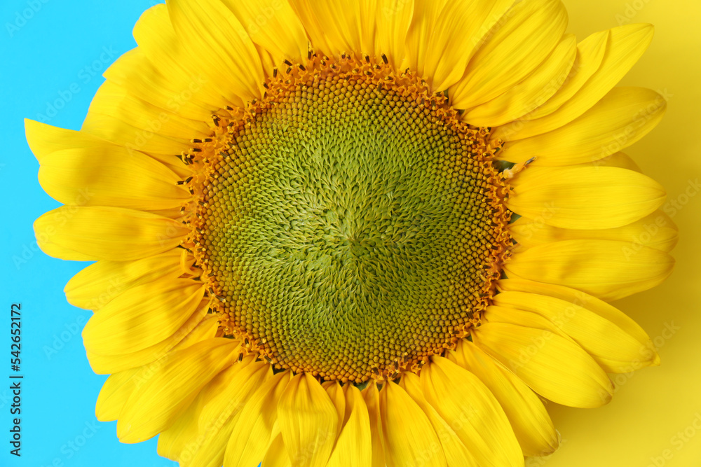 Naklejka premium Beautiful sunflower on Ukrainian national flag, top view