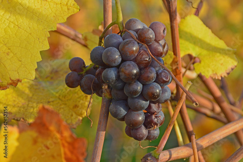 bunch of grapes