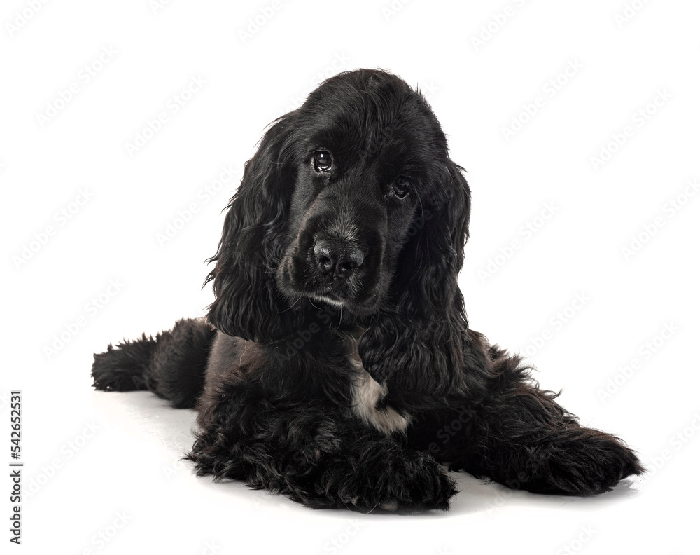 English Cocker Spaniel English Cocker Spaniel