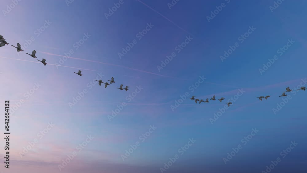Swans flying at sunset, Luma Matte, loop, 4K Swans flying at sunset, Luma Matte, loop, 4K
