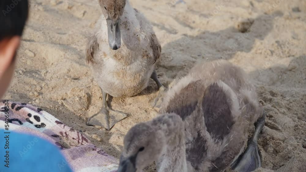 Greylag geese eating foods from sand close to resting people on lake shore. Concept of nature and ecosystem savings, duck population increase Greylag geese eating foods from sand close to resting people on lake shore. Concept of nature and ecosystem savings, duck population increase
