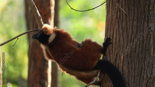 Red ruffed lemur, Varecia rubra, widl monkey from Madagascar. Red ruffed  Lemur from west coast, Akanin’ ny nofy. Red brown monkey in the nature habitat. Wildlife Madagascar. photo
