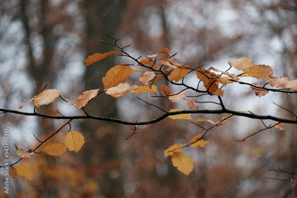 A close-up of beech tree branches with a few colorful leaves in late fall over lake
