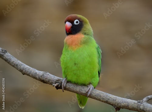 Inséparable à joues noires