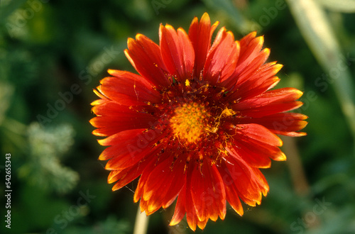 Gaillarde  Gaillardia grandiflora