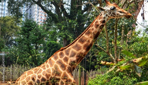 Photography giraffe eating grass