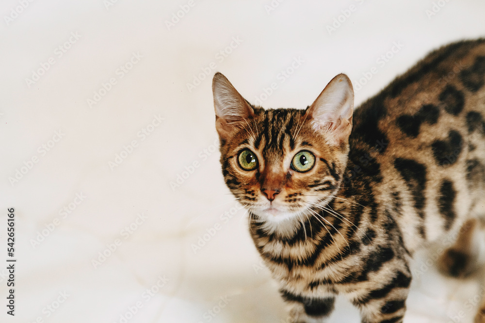 beautiful bengal cat on a white background beautiful bengal cat on a white background