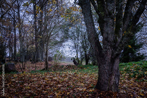 horse chestnut tree trunk, big yellow leaves under tree on ground, autumn forest ahead. Boring Latvian landscape