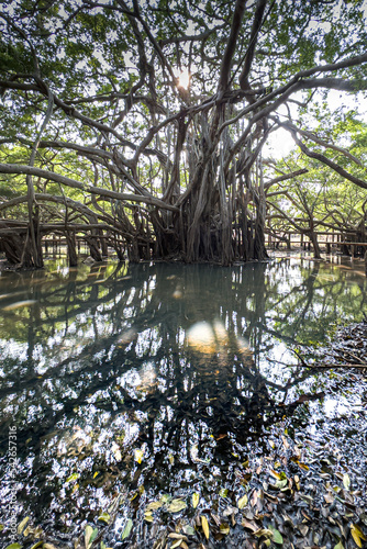 Giant Banyan Tree Reflection on the Water 