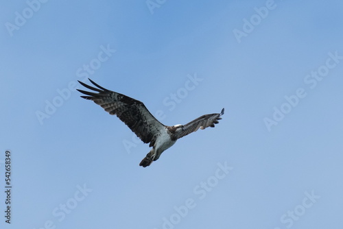 osprey in hunting a fish