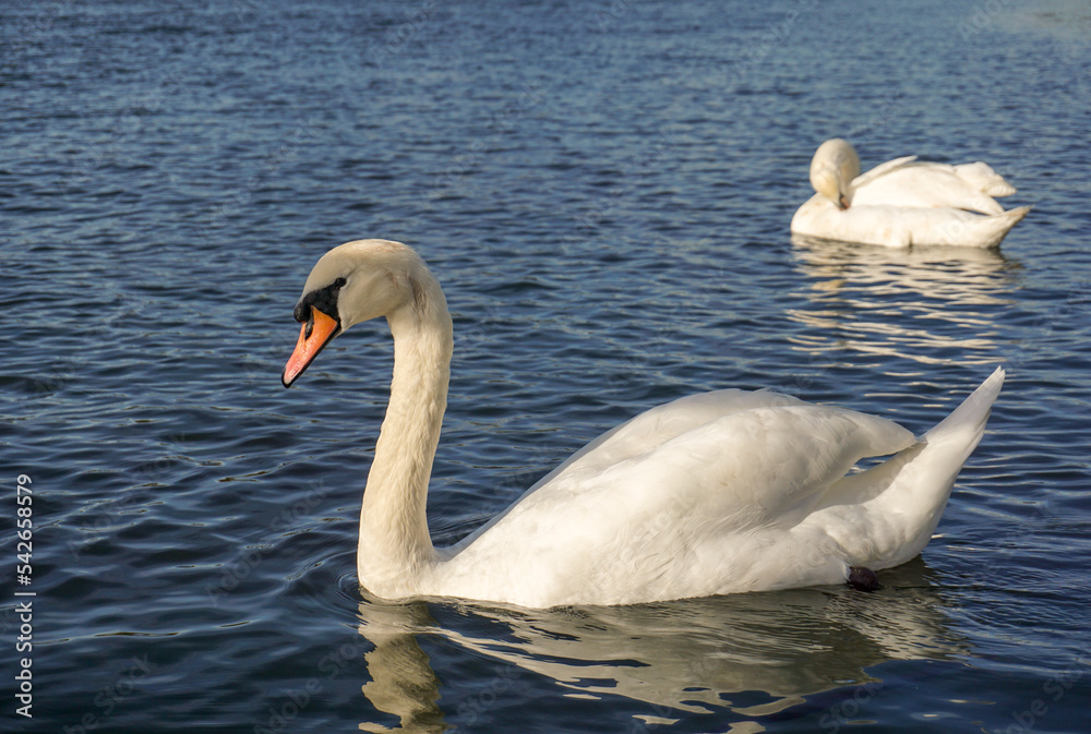 two swans on lake. graceful white swans swimming across lake on sunny day two swans on lake. graceful white swans swimming across lake on sunny day