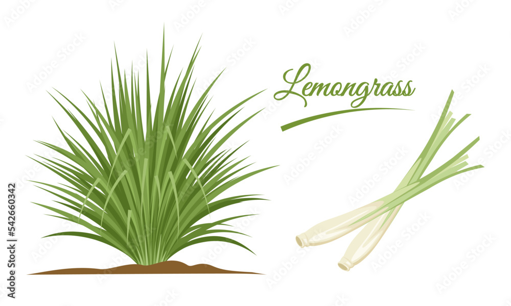 Vector illustration, lemongrass clump or Cymbopogon, and lemongrass stalks, isolated on a white background. - obrazy, fototapety, plakaty 