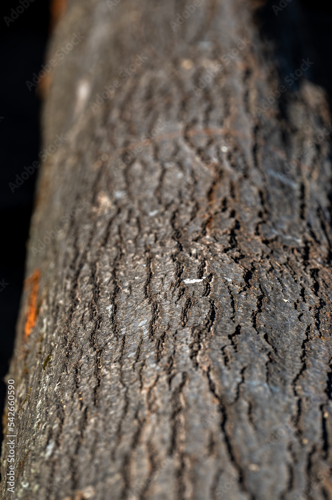 A bark of the Northern Red Oak, Quercus rubra. A bark of the Northern Red Oak, Quercus rubra.