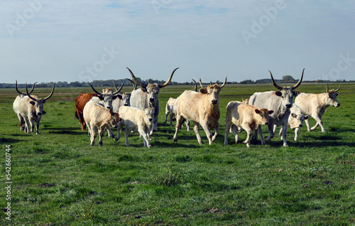 Gray wild cattles on the meadow in Hortobagy