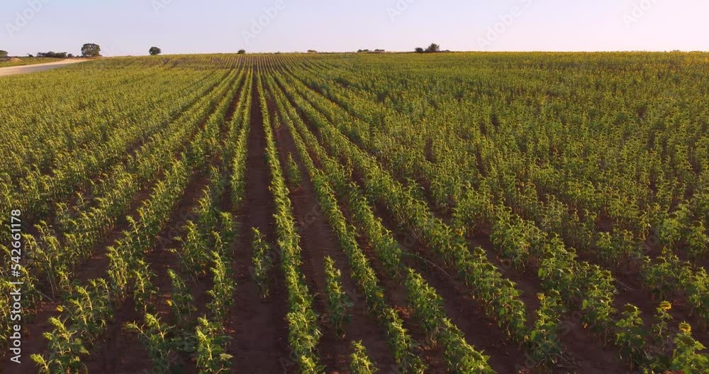 Drone aerial view of blooming sunflower on agricultural hilly field. Seeds for oil Rural business and food production Yellow flowers Drone aerial view of blooming sunflower on agricultural hilly field. Seeds for oil Rural business and food production Yellow flowers