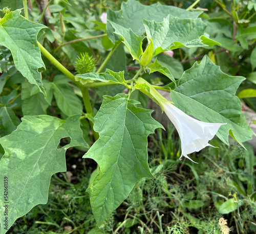 Thorn apple, Datura Stramonium