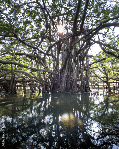 Bicentennial Giant Banyan Tree in the Tropical Swamp 