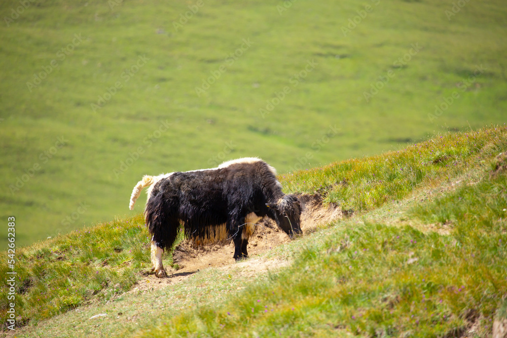 A herd of yaks graze in the mountains. Himalayan big yak in a beautiful landscape. Hairy cow cattle wild animal in nature in Tibet. Sunny summer day in the wild. Farm animal in Nepal and Tibet. A herd of yaks graze in the mountains. Himalayan big yak in a beautiful landscape. Hairy cow cattle wild animal in nature in Tibet. Sunny summer day in the wild. Farm animal in Nepal and Tibet.