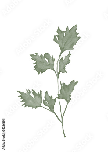 Watercolor illustration of parsley branch