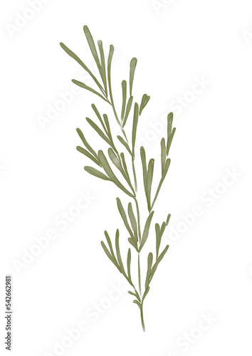 Watercolor illustration of rosemary branch
