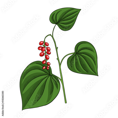 vector drawing plant of velvetleaf, Cissampelos pareira,herb of traditional chinese medicine, hand drawn illustration photo
