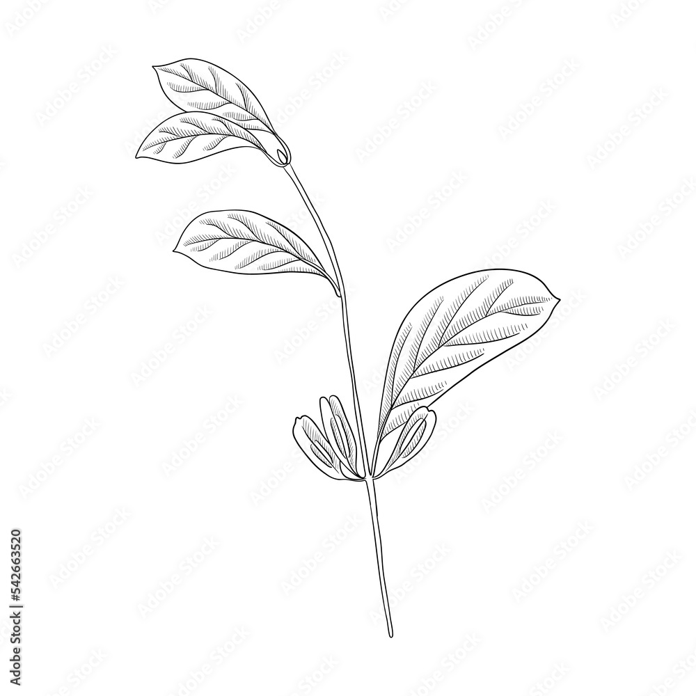 vector drawing branche of hardy rubber tree, guttapercha tree