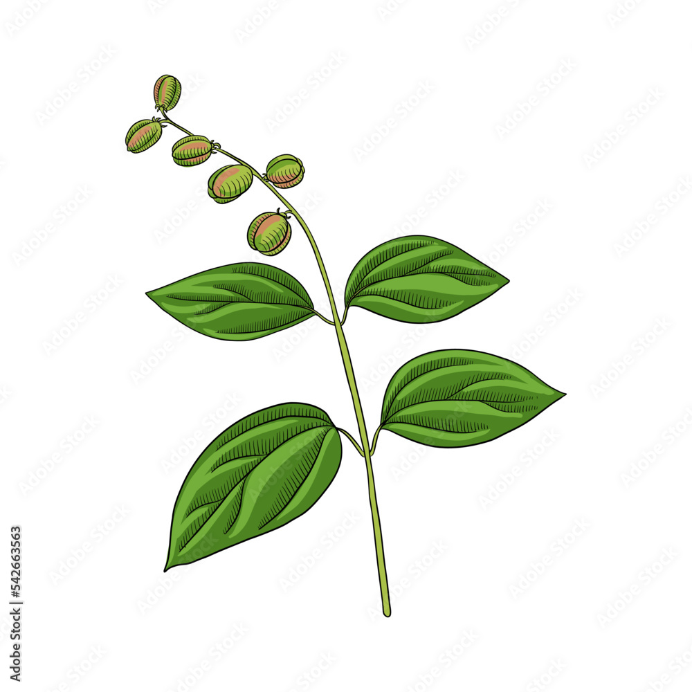 vector drawing plant of purging croton, Croton tiglium, herb of
