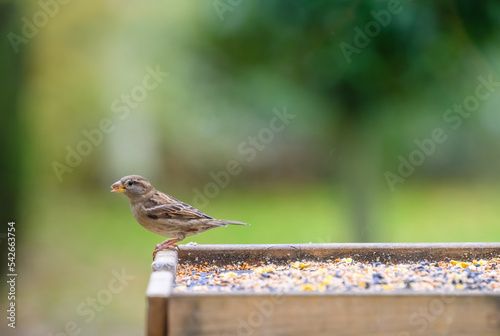 a sparrow on a garden bird table