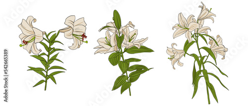 lily flowers, vector drawing garden plant at white background, hand drawn botanical illustration