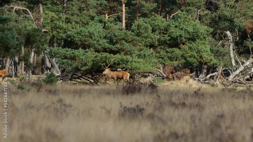 Wild Deer Shaking Tree Branches With Antlers In The Distant Background At De Hoge Veluwe National Park. Slow Motion Wild Deer Shaking Tree Branches With Antlers In The Distant Background At De Hoge Veluwe National Park. Slow Motion