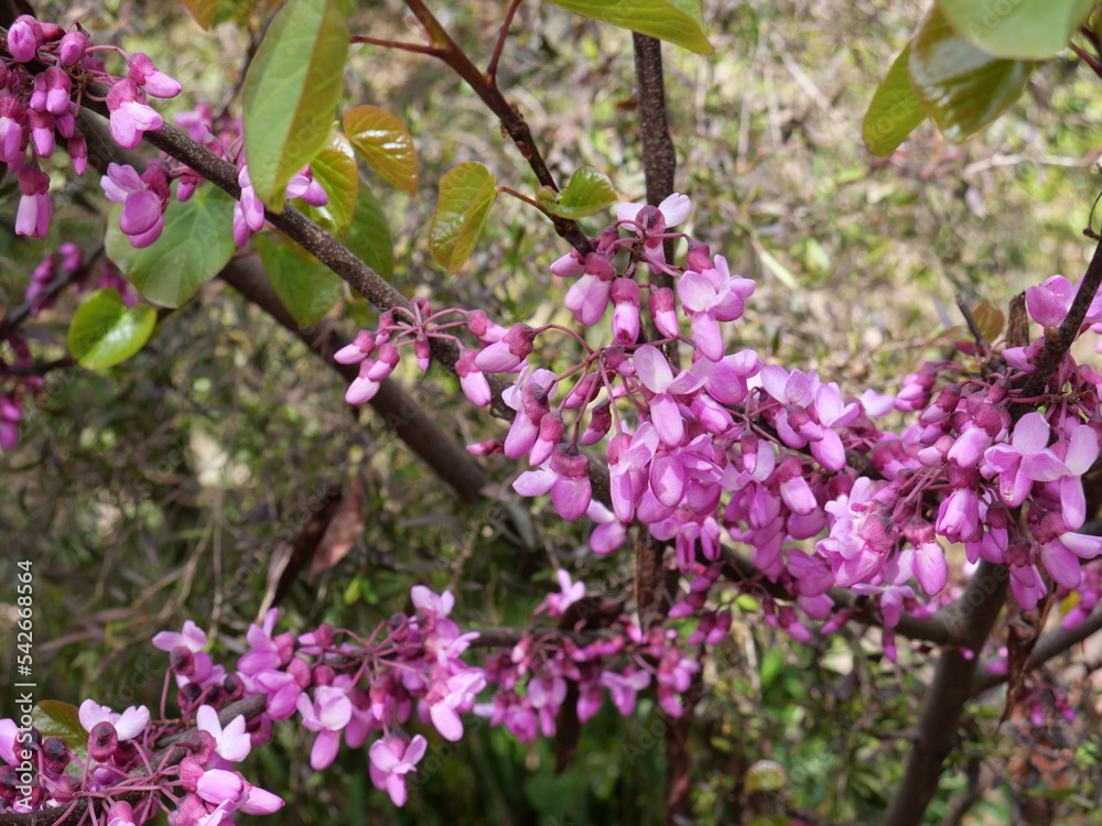 Cercis siliquastrum, commonly known as the Judas tree is a small deciduous tree in the flowering plant family Fabaceae which is noted for its prolific display of deep pink flowers in spring.