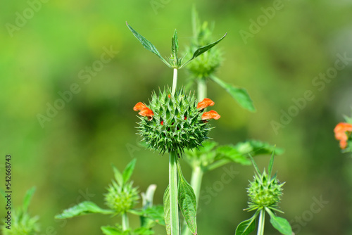 Leonotis Nepetifolia orange flower with spiky plant