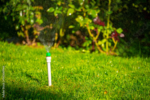 Sprinkler for automatic lawn watering. Lawn cultivation and care, garden irrigation devices.