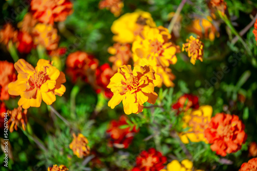 Red and orange flowers close up. Bouquet of yellow flowers. City flower beds, a beautiful and well-groomed garden with flowering bushes.