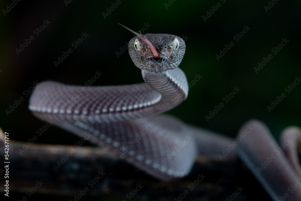 Obraz premium A black male mangrove pit viper snake Trimeresurus purpureomaculatus on attacking position with dark bokeh background