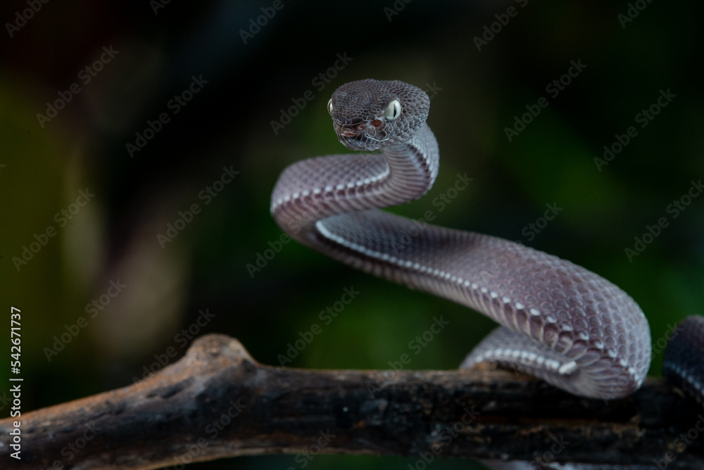 A black male mangrove pit viper snake Trimeresurus purpureomaculatus on attacking position with dark bokeh background A black male mangrove pit viper snake Trimeresurus purpureomaculatus on attacking position with dark bokeh background