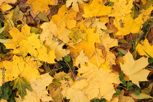 yellow autumnal maple leaves fallen in the forest