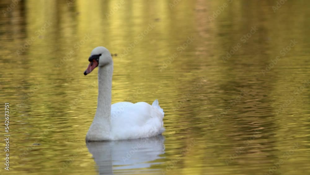 Beautiful white swan with red beak swimming in park lake. Concept of clean rivers and save places for animals.
Beautiful white swan with red beak swimming in park lake. Concept of clean rivers and save places for animals.