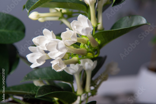 Stephanotis or Madagascar jasmine blooming with withe odorous flowers