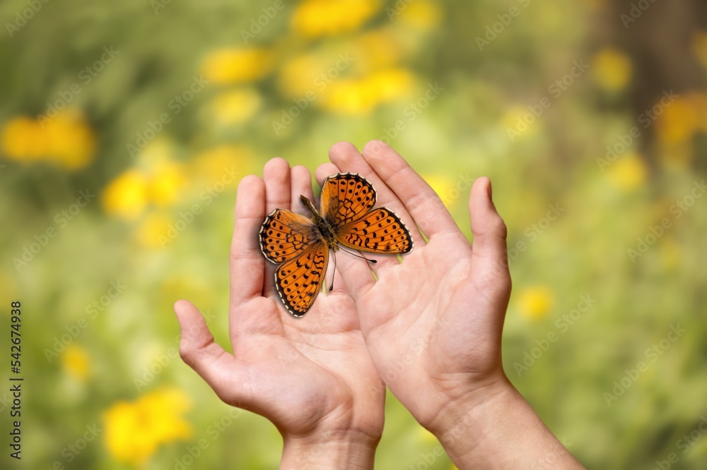 Human's hands hold small butterfly. Human's hands hold small butterfly.