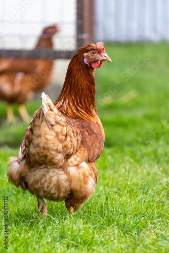 The hens feed on a traditional farm yard on a sunny day. A close up of a chicken standing in a backyard of a barn with a chicken coop. Free range poultry farming