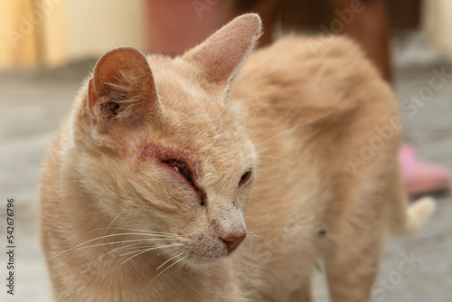 Sick stray cat with conjunctivitis in the eye photo