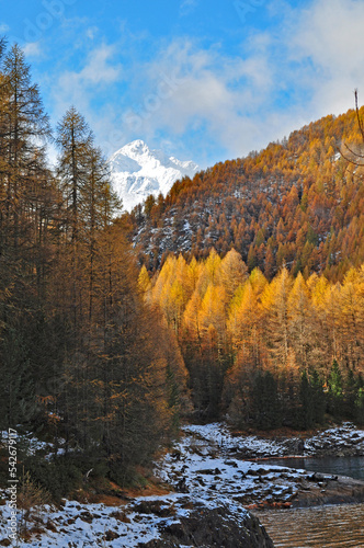 Gelbe Lärchenwälder im Südtiroler Schnalstal