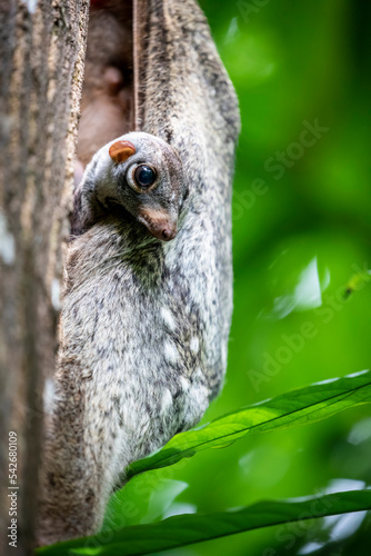 A baby wild Sunda flying lemur (Galeopterus variegatus) found in public area of Singapore Zoo. 
It is covered by its mum. 
is not a lemur and does not fly. Instead, it glides as it leaps among trees.  photo