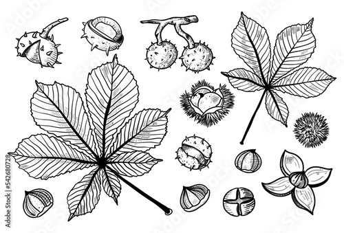 Chestnut tree branch. Black and white fruits ans leaves of chestnut. Hand drawn vector illustration. Autumn collection. Engraving style.