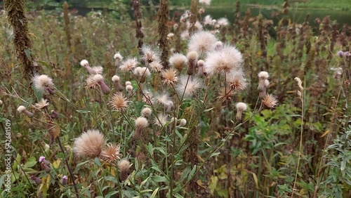 cirsium arvense thorn blooms with white down