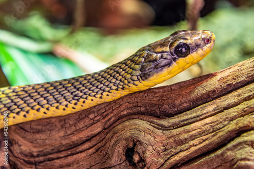 neotropitcal bird snake (Phrynonax poecilonotus) is a species of nonvenomous snake in the family Colubridae. The species is endemic to the New World. photo