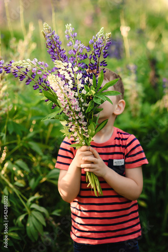 a little boy of European nationality in a bright red T-shirt and stands in a field holding a bouquet of lupins in his hands