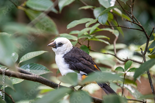 The white-headed buffalo weaver (Dinemellia dinemelli) is a species of passerine bird native to East Africa. its habit of following the African buffalo, feeding on disturbed insects.