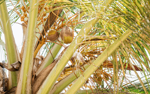 Exotic green tree with coconuts photo